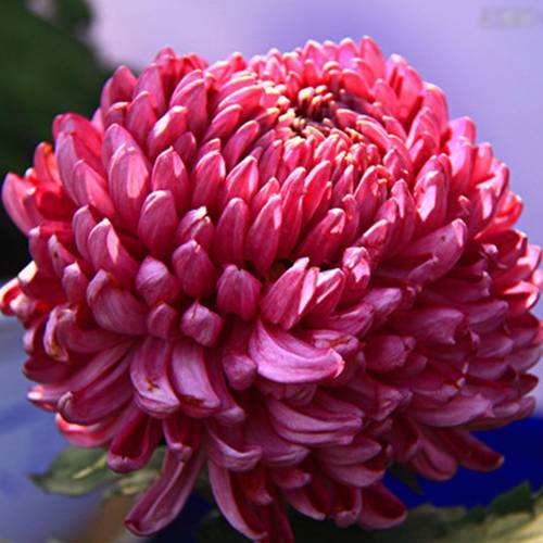 請您欣賞：美麗的球形花卉