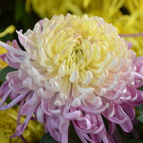 請您欣賞:美麗的球形花卉