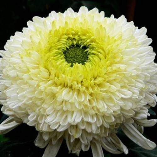 請您欣賞:美麗的球形花卉