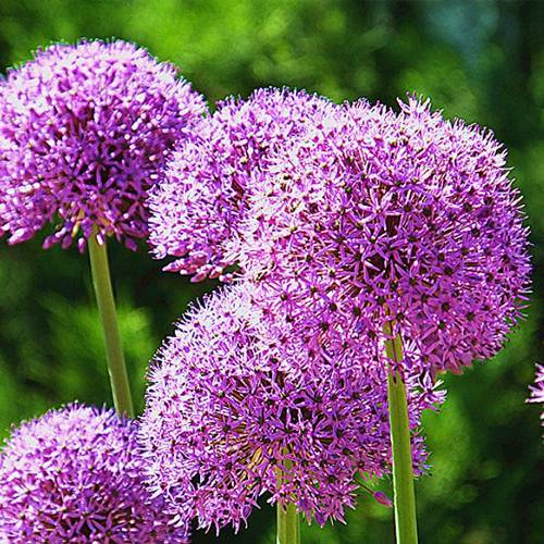 請您欣賞:美麗的球形花卉