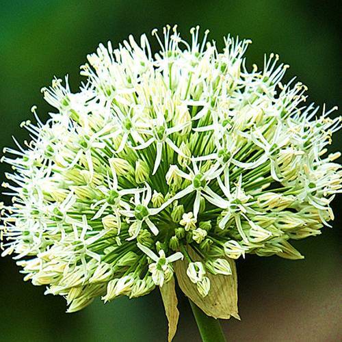 請您欣賞:美麗的球形花卉