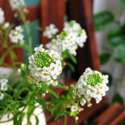 請您欣賞:美麗的球形花卉