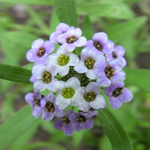 請您欣賞:美麗的球形花卉