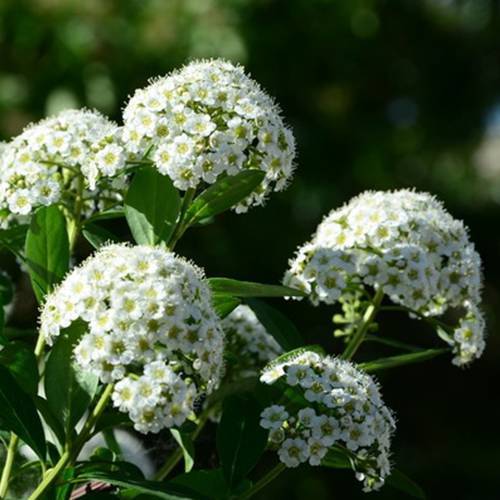 請您欣賞:美麗的球形花卉