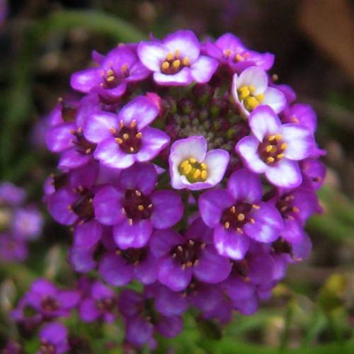 請您欣賞:美麗的球形花卉