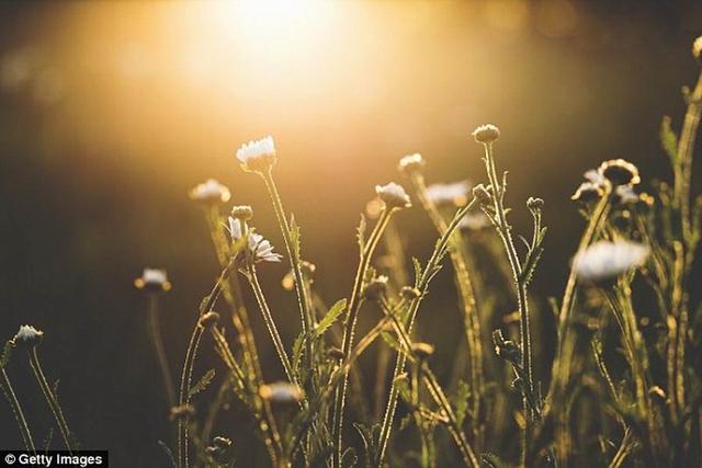 最新研究顯示植物像人類一樣具有學習能力