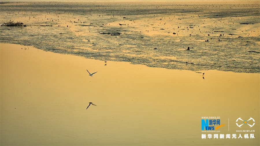航拍深圳紅樹林鳥類自然保護區