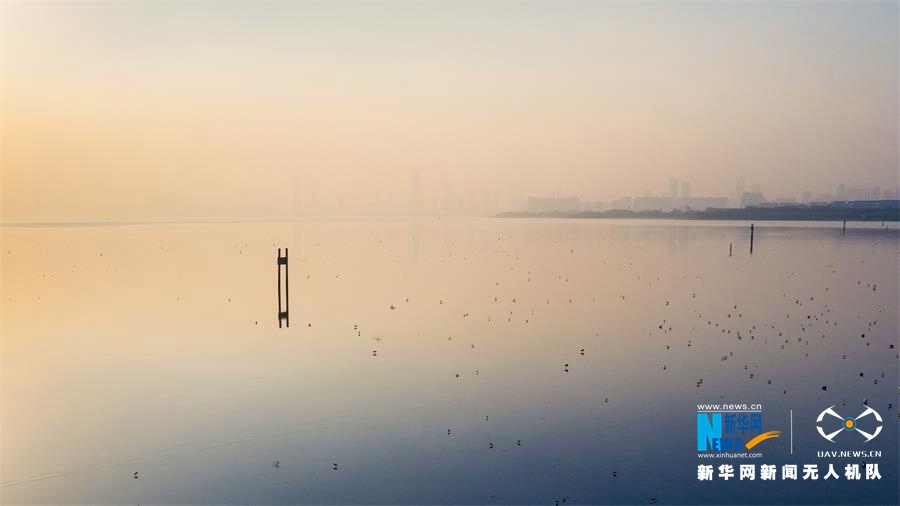 航拍深圳紅樹林鳥類自然保護區 