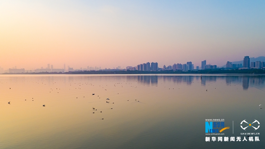 航拍深圳紅樹林鳥類自然保護區 