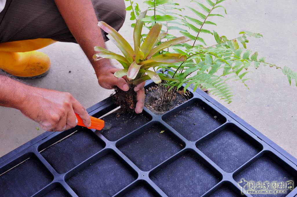 廈門崇圣生態：生態綠墻在項目中的應用