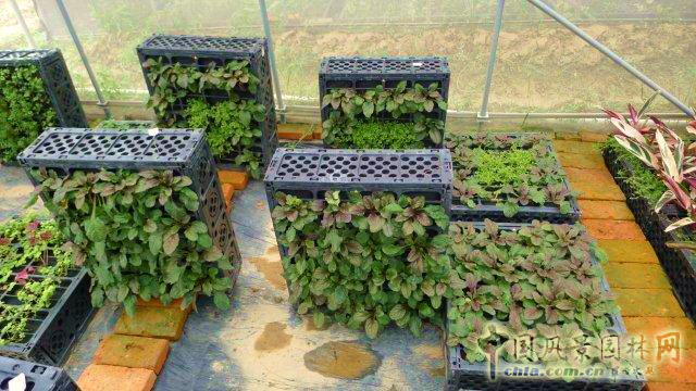 廈門崇圣生態：生態綠墻在項目中的應用