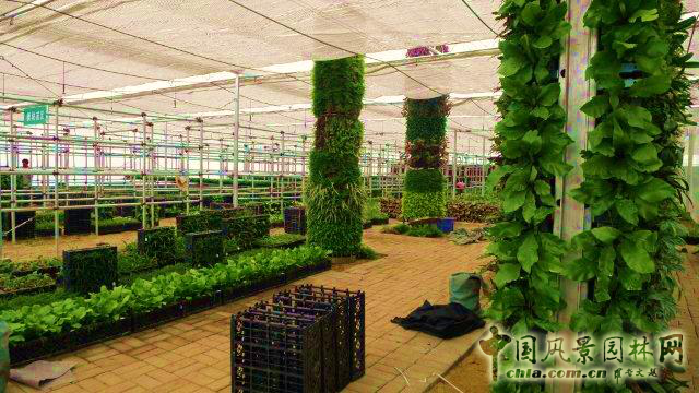 廈門崇圣生態：生態綠墻在項目中的應用