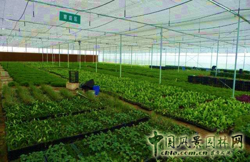 廈門崇圣生態：生態綠墻在項目中的應用