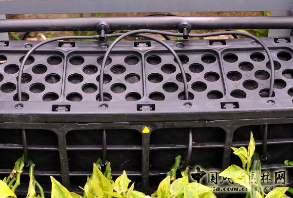 廈門(mén)崇圣生態(tài)：生態(tài)綠墻在項(xiàng)目中的應(yīng)用