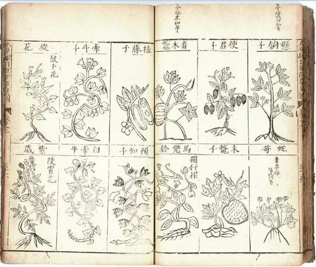 植物科學畫:深藏功與名