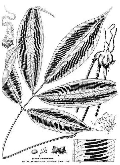 植物科學畫:深藏功與名