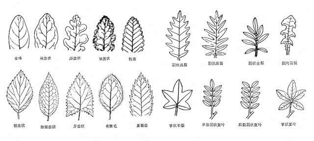 植物科學畫：深藏功與名