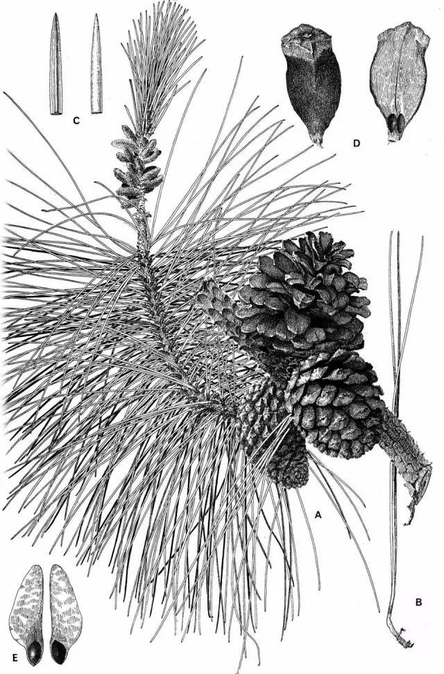 植物科學畫：深藏功與名