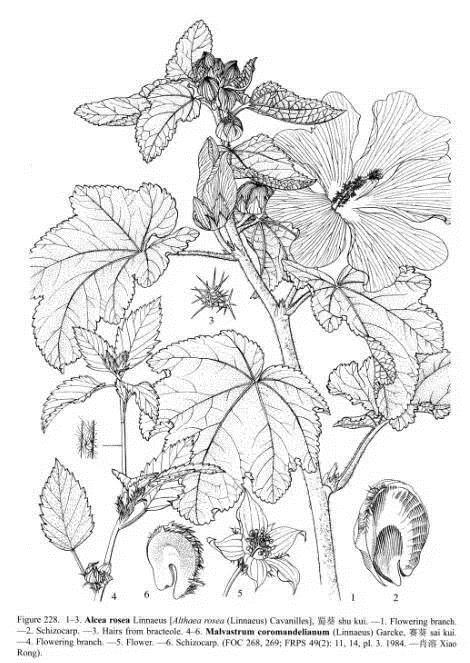 植物科學畫：深藏功與名