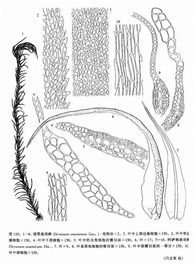 植物科學畫：深藏功與名
