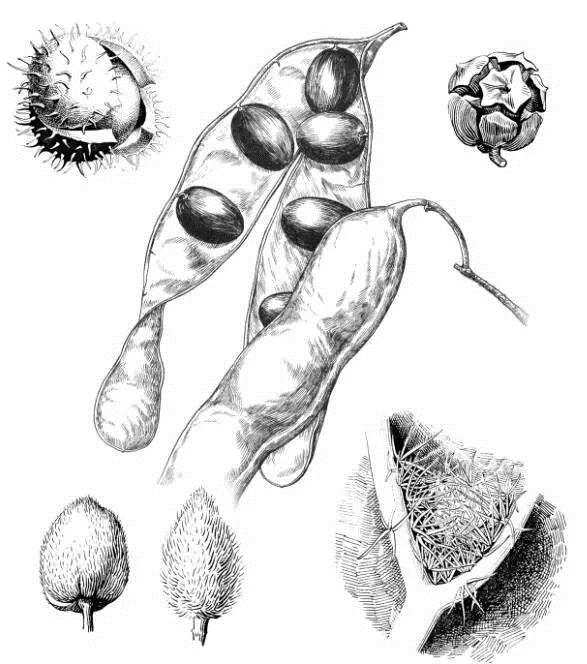 植物科學(xué)畫：深藏功與名