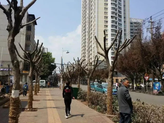 昆明綠化擬推38個樹種 摒棄外來樹種