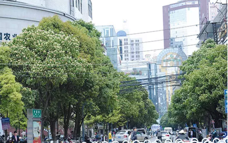 昆明綠化擬推38個樹種 摒棄外來樹種