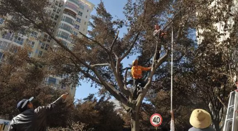 昆明綠化擬推38個(gè)樹(shù)種 摒棄外來(lái)樹(shù)種