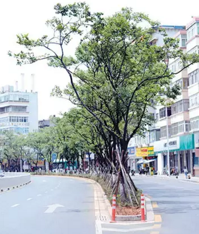 昆明綠化擬推38個(gè)樹(shù)種 摒棄外來(lái)樹(shù)種