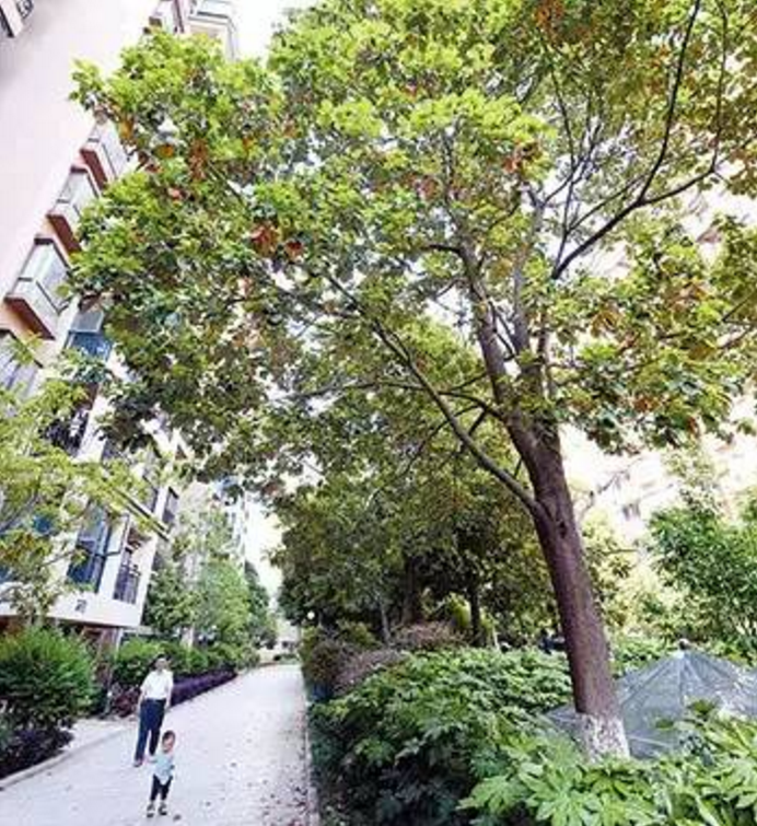 昆明綠化擬推38個樹種 摒棄外來樹種