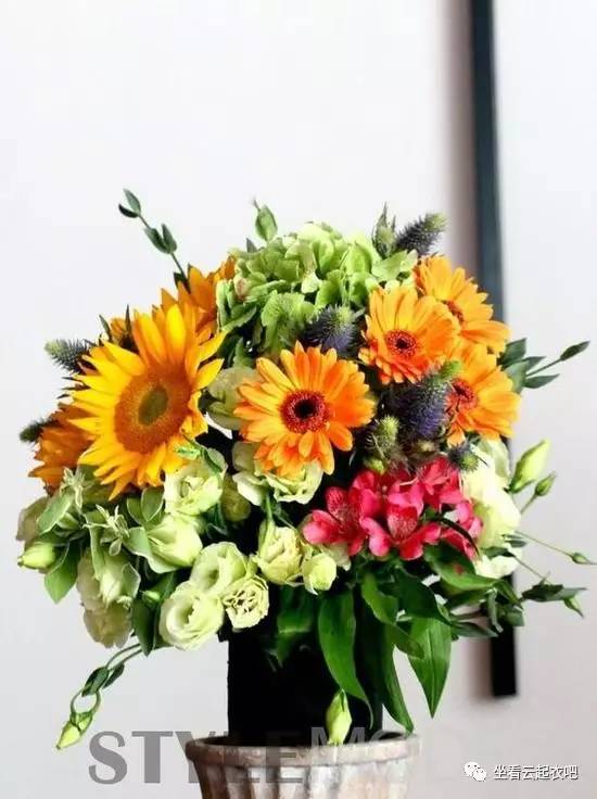 拒絕霧霾 在家里擺放這10種植物盆栽