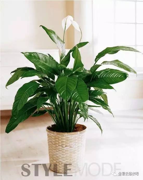 拒絕霧霾 在家里擺放這10種植物盆栽