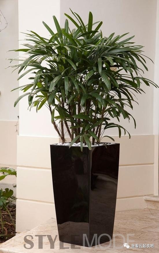 拒絕霧霾 在家里擺放這10種植物盆栽