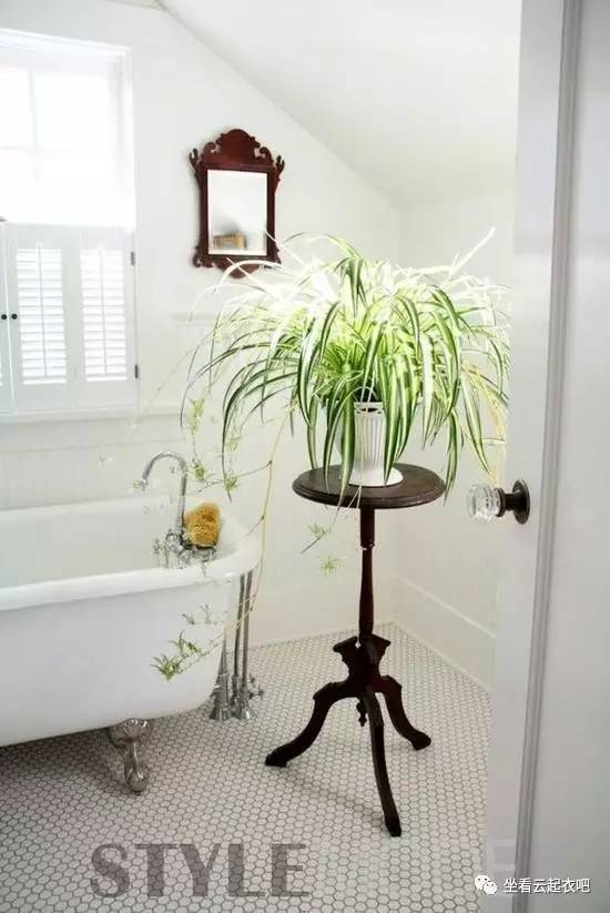 拒絕霧霾 在家里擺放這10種植物盆栽