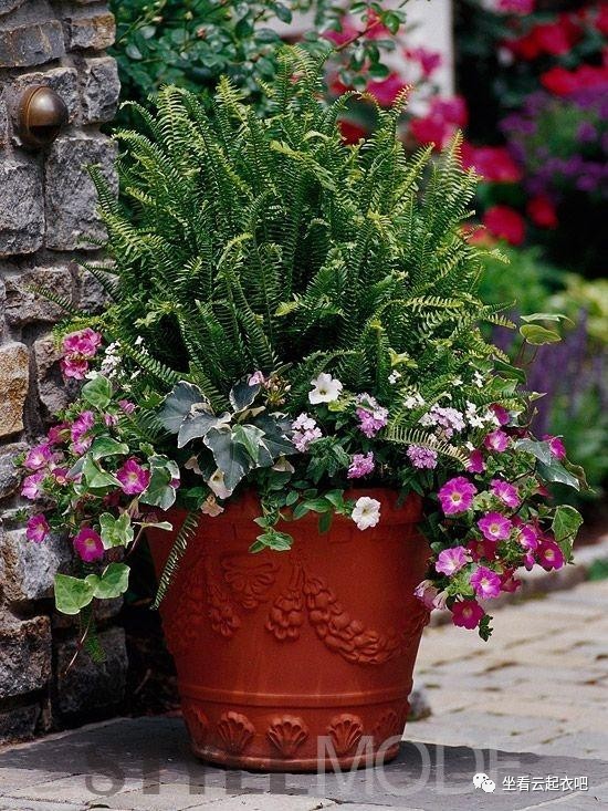 拒絕霧霾 在家里擺放這10種植物盆栽