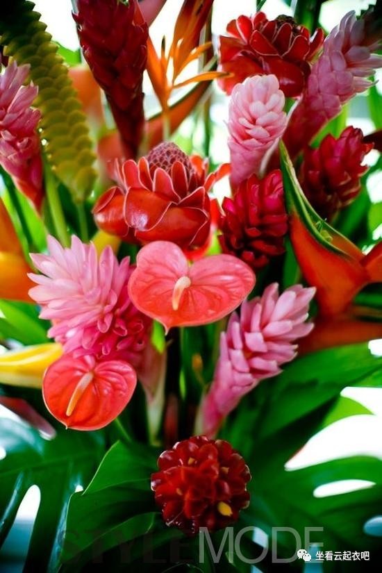 拒絕霧霾 在家里擺放這10種植物盆栽