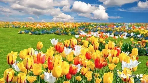 北京世園會|這些遍植世界的植物 都來自中國