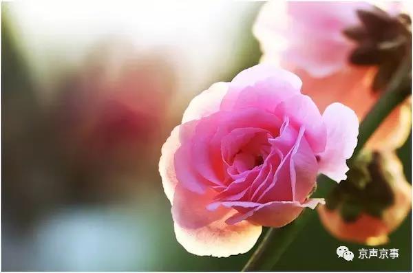 北京世園會｜這些遍植世界的植物 都來自中國