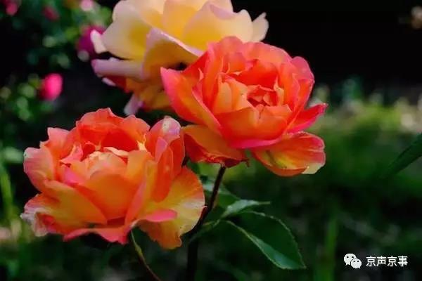 北京世園會(huì)｜這些遍植世界的植物 都來(lái)自中國(guó)