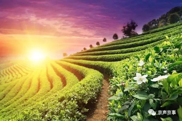 北京世園會(huì)｜這些遍植世界的植物 都來(lái)自中國(guó)