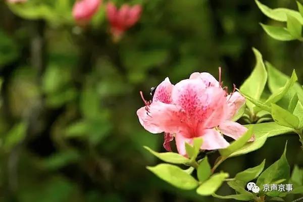 北京世園會(huì)｜這些遍植世界的植物 都來(lái)自中國(guó)