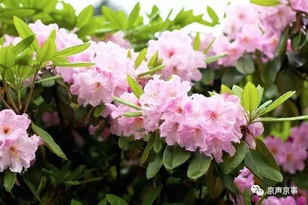 北京世園會｜這些遍植世界的植物 都來自中國