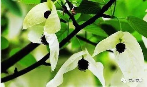 北京世園會｜這些遍植世界的植物 都來自中國