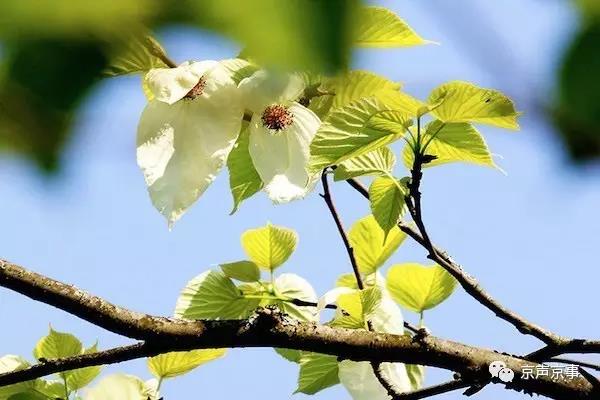北京世園會｜這些遍植世界的植物 都來自中國