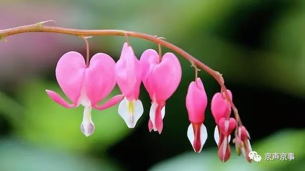 北京世園會｜這些遍植世界的植物 都來自中國