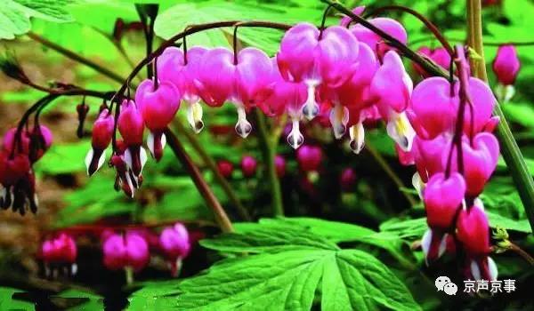 北京世園會｜這些遍植世界的植物 都來自中國