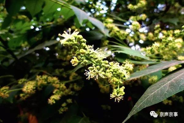 北京世園會｜這些遍植世界的植物 都來自中國