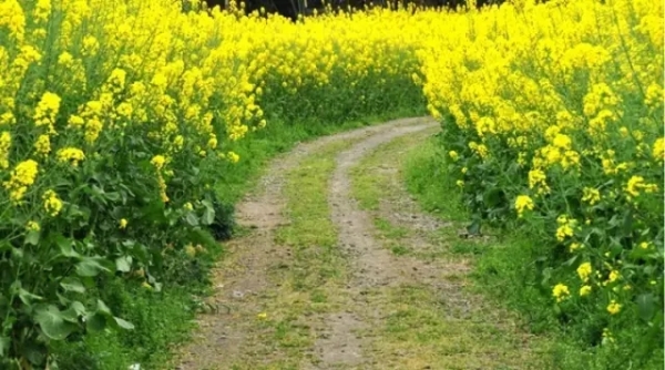風(fēng)景如畫的道路景觀