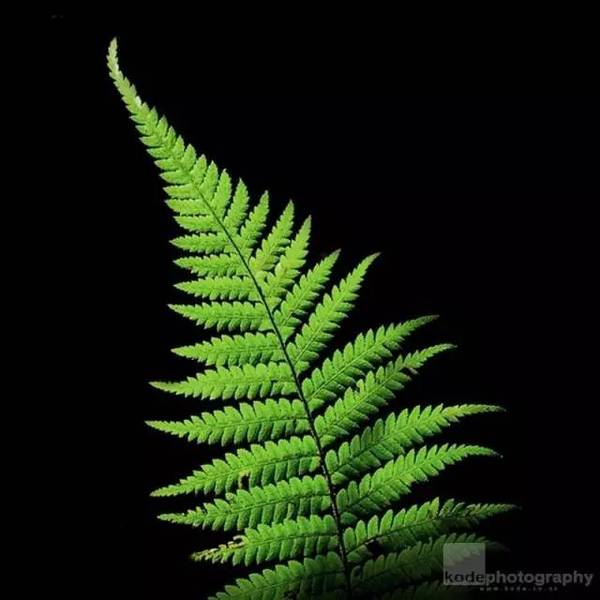 15張圖片展示植物中的數學