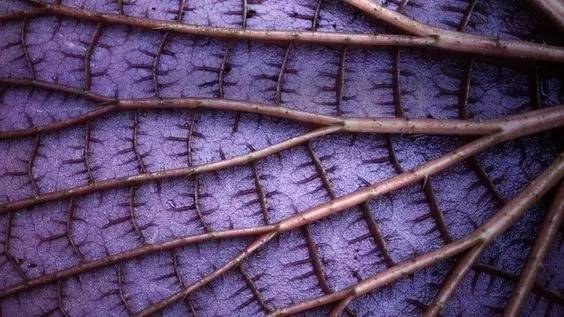 15張圖片展示植物中的數學